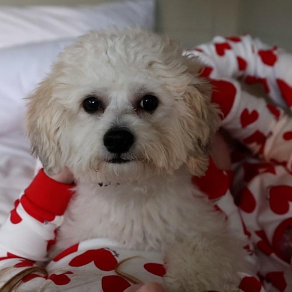 Erris Coast Hotel | Mayo, F26H6C2 | Family breaks with your dog 